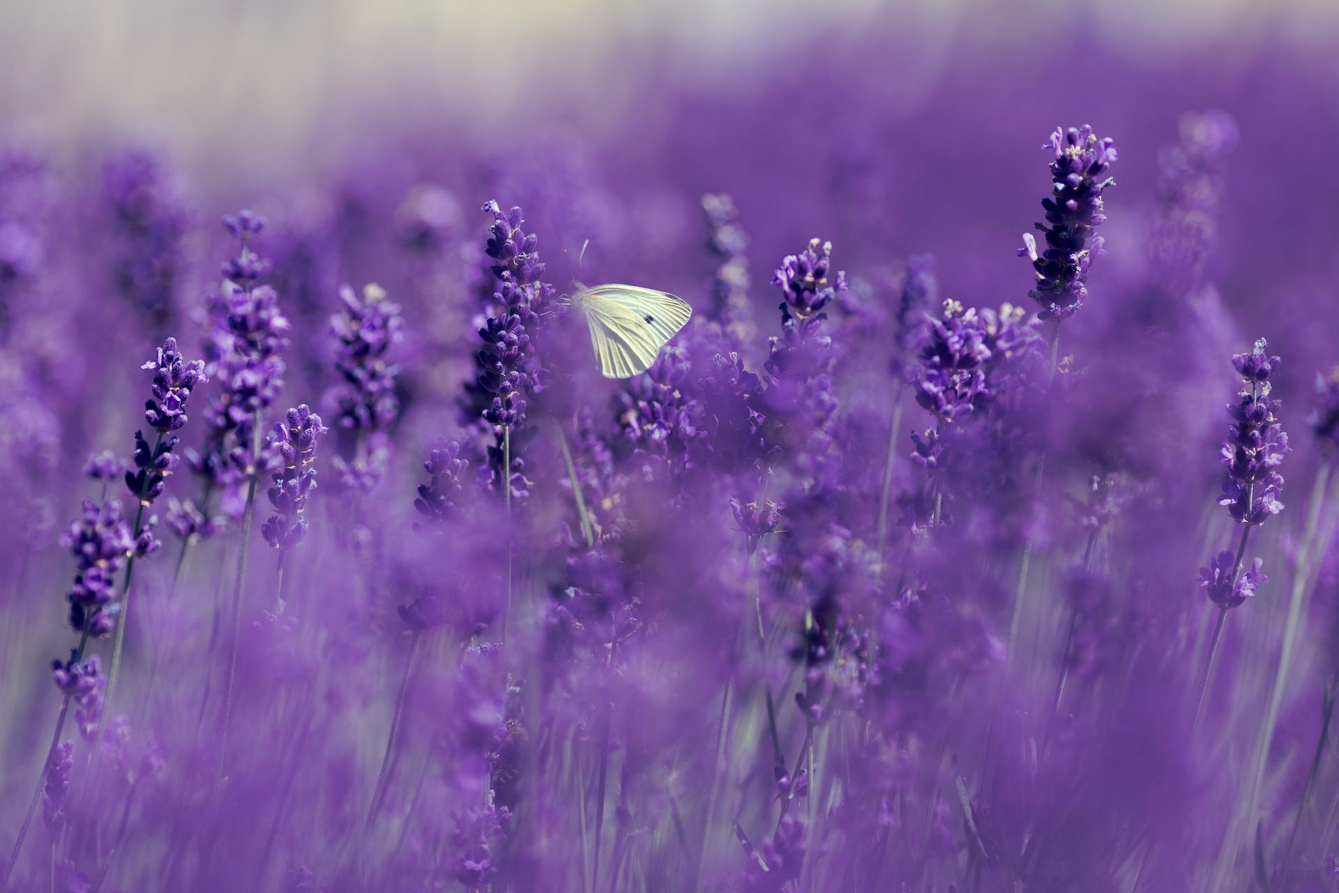 terapia psicológica mariposa lavanda
